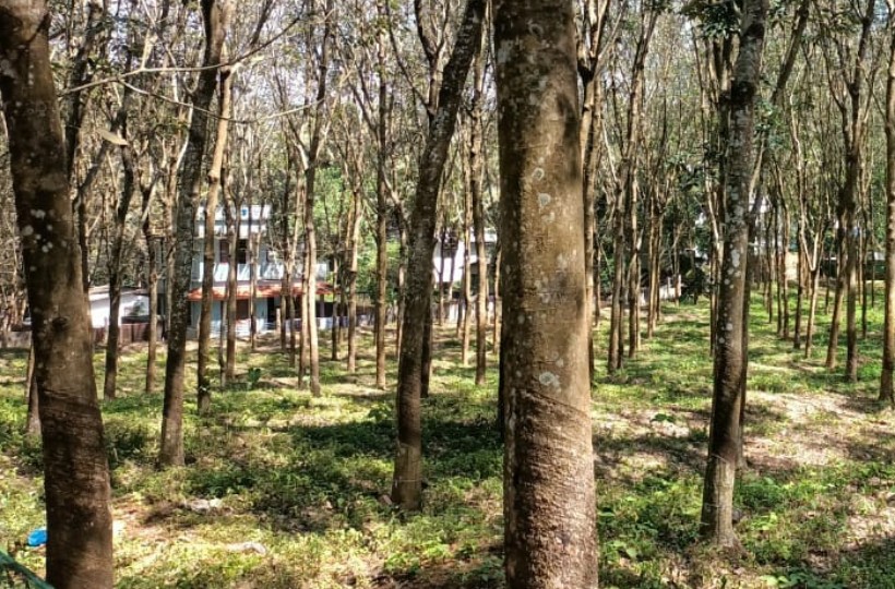 2 Acres  60  Cent  agriland (Rubber Trees) for sale  in  Kulasekaram To Kaliyal Road