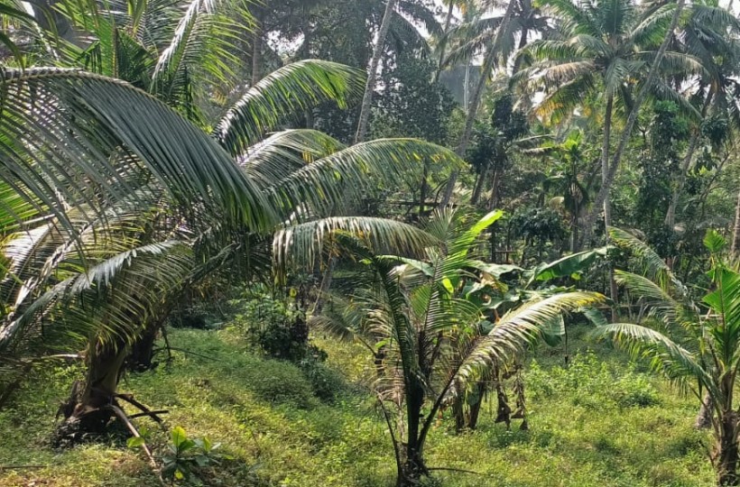 36 Cent Land for Sale in Anjukannukalungu